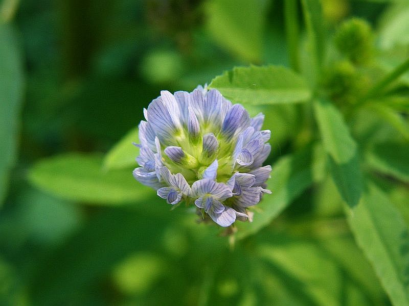 blue fenugreek